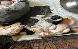 Cocker Spaniel dogs for sale: Roan English cocker spaniels  - Image 13