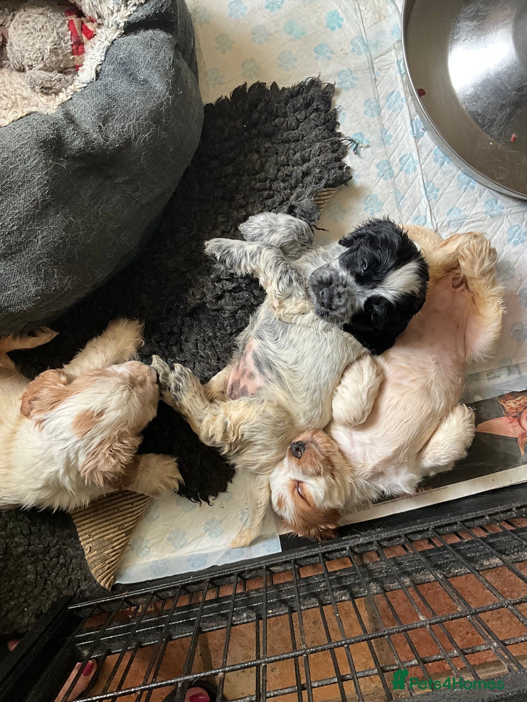 Cocker Spaniel dogs for sale: Roan English cocker spaniels  - Image 13
