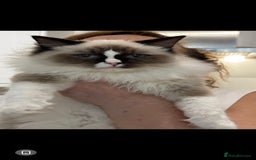 Ragdoll cats for sale: TICA REGISTERED RAGDOLL'S CHAMPION LINES. - Image 5