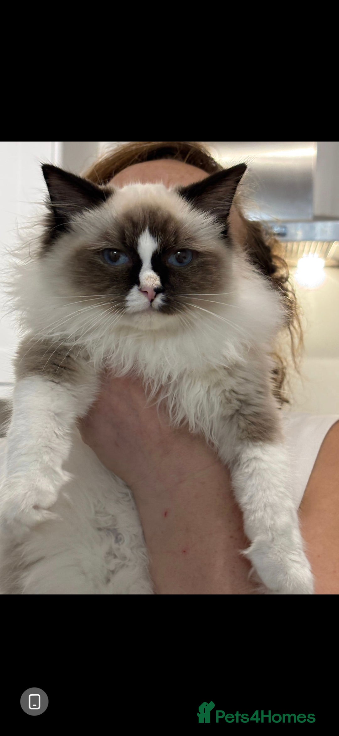 Ragdoll cats for sale: TICA REGISTERED RAGDOLL'S CHAMPION LINES. - Image 5