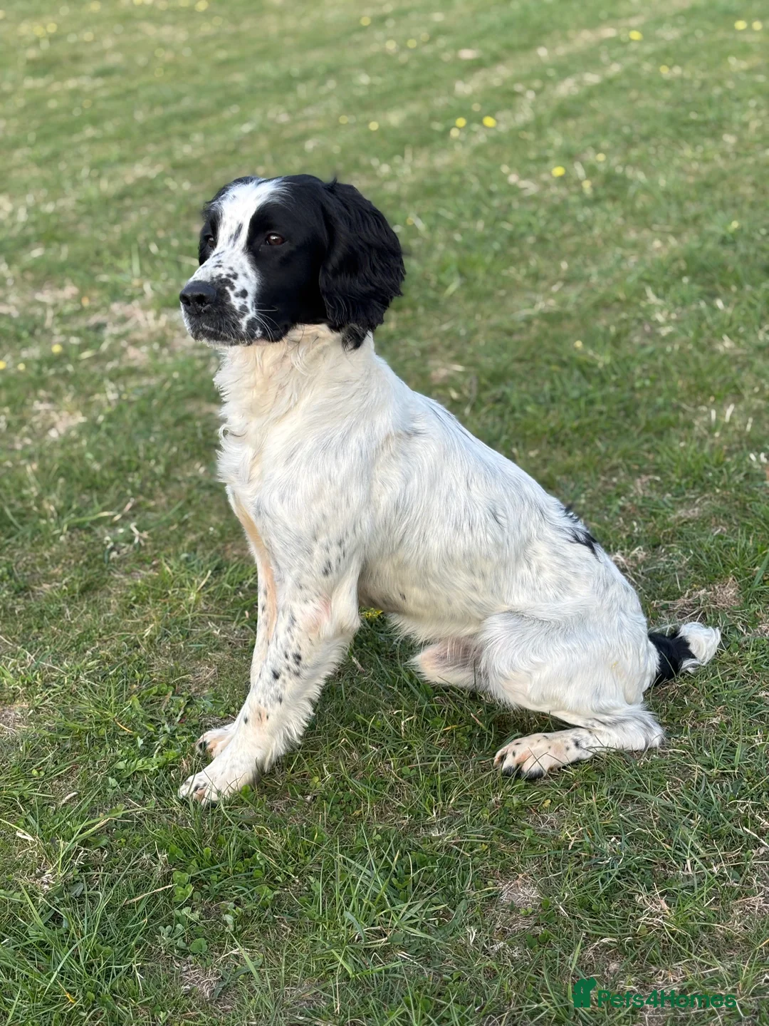 English Springer Spaniel dogs for stud: Sarge- proven and fully DNA tested STUD in Devizes - Advert 5