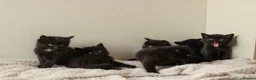 Mixed Breed cats for sale: 🖤 Gorgeous Fluffy Black Kittens–4 Boys & 2 Girls - Advert 10