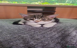 Bengal cats for sale: 2 bengal Cross sisters - Image 3