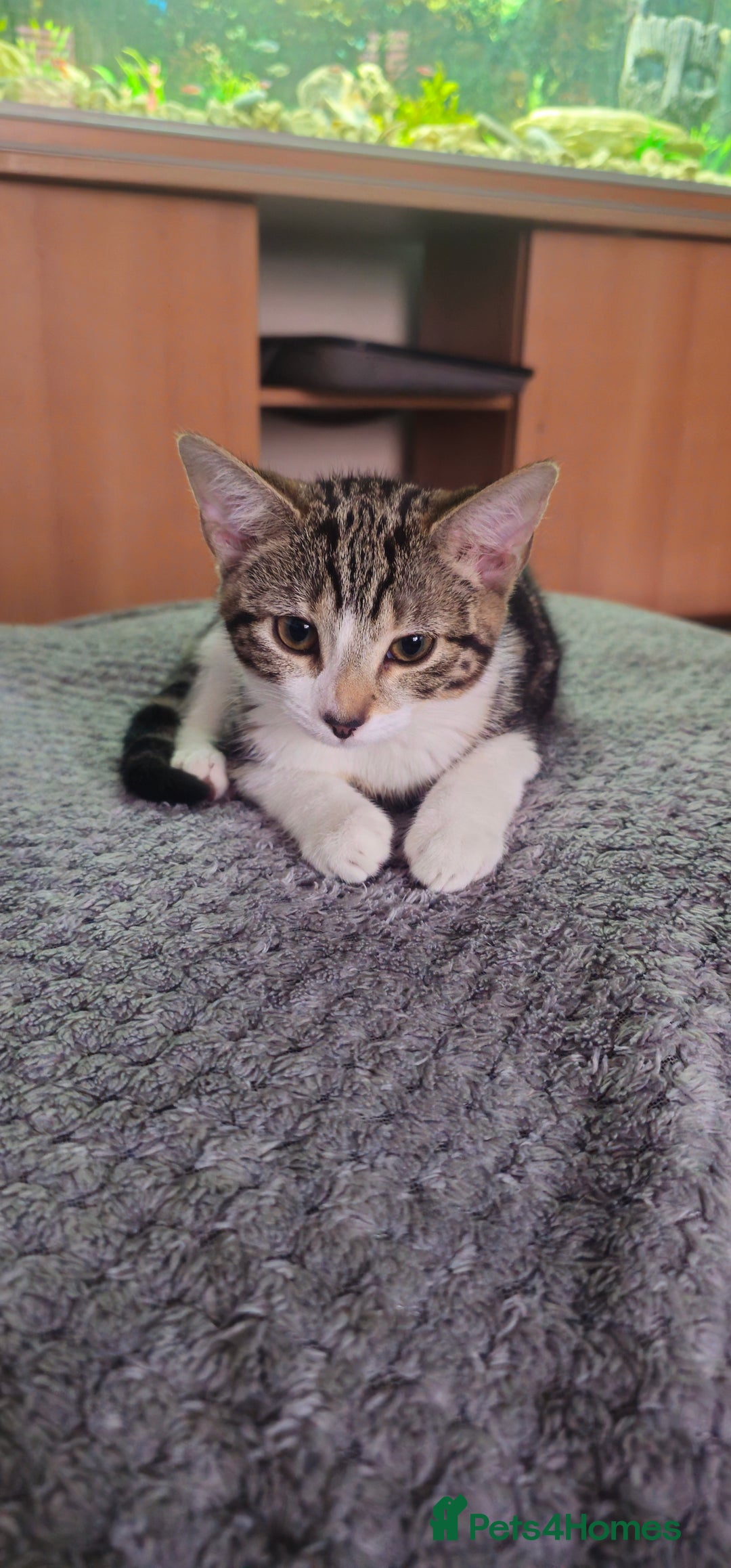 Bengal cats for sale: 2 bengal Cross sisters - Image 3