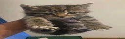 Mixed Breed cats for sale: 3 Litters of Loving and Playful Kittens  - Advert 19