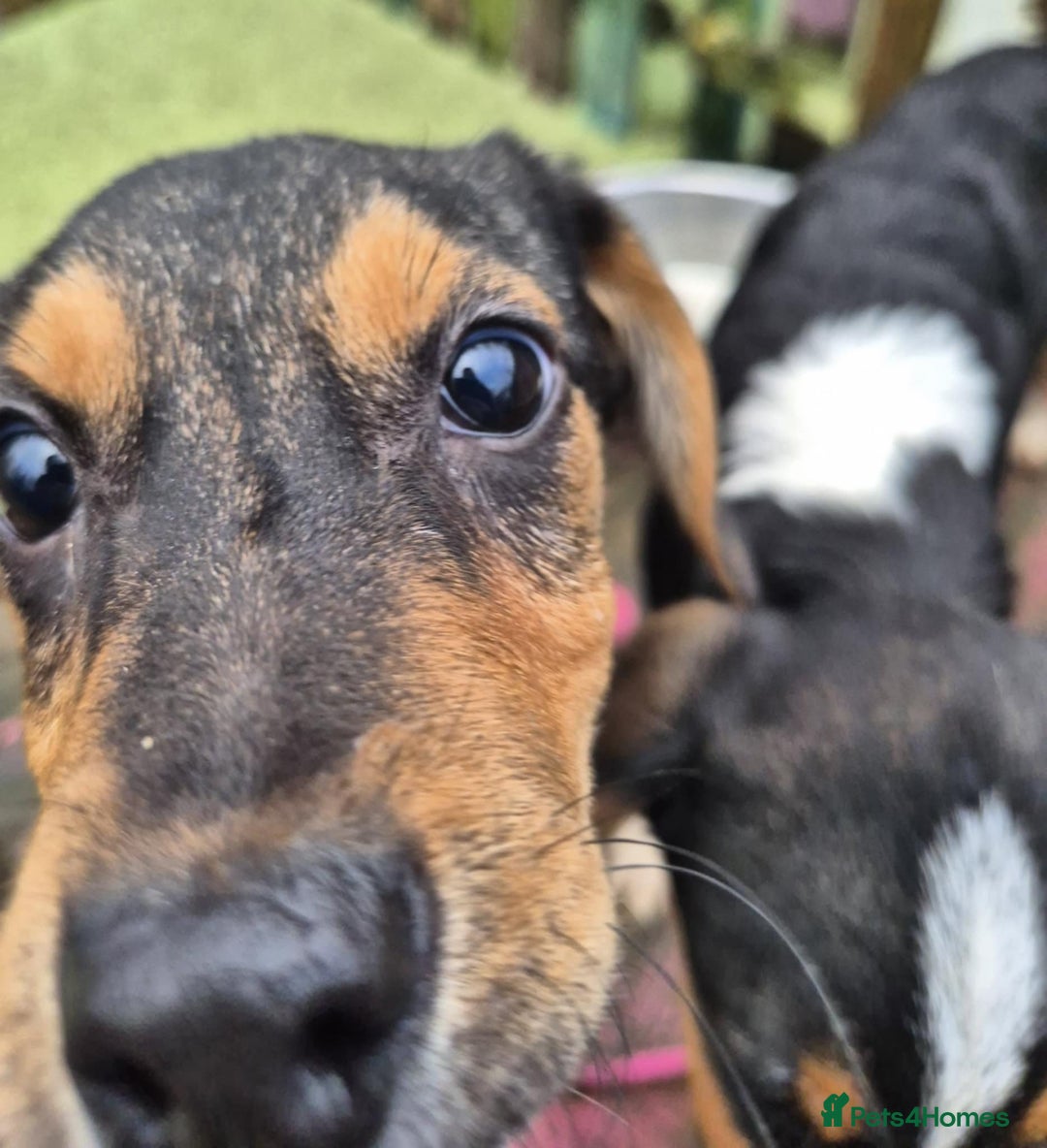 Mixed Breed dogs for adoption: Ivy - In Ayr Looking for a home  - Advert 3