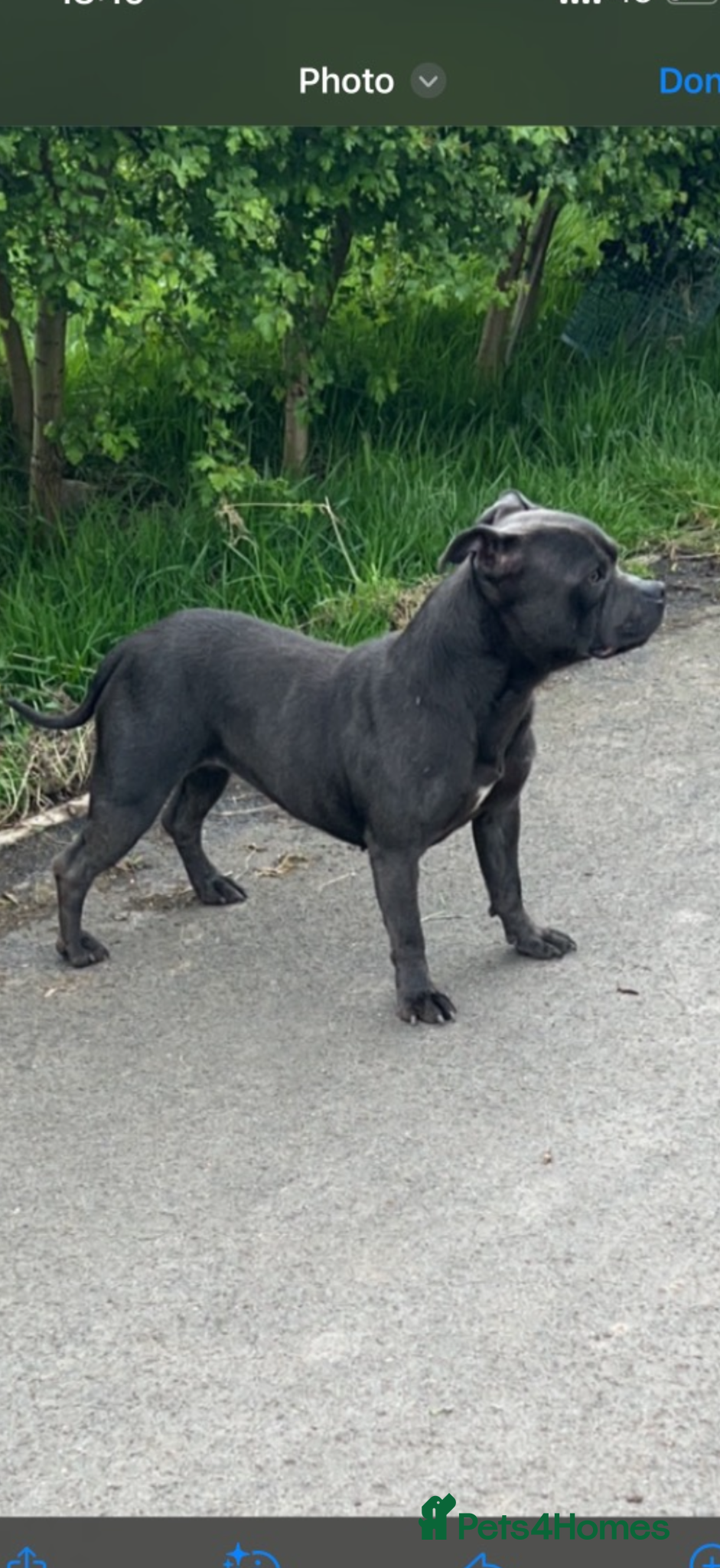 Staffordshire Bull Terrier dogs Beautiful Blue KC reg staff pups - Advert 8
