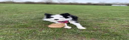 Border Collie dogs for sale: Rehoming our Blu ✨  - Advert 3
