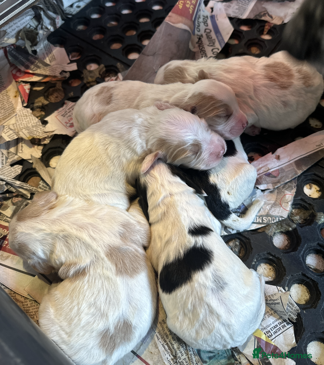 Cocker Spaniel dogs for sale: Cocker Spaniel puppies for sale - Advert 1