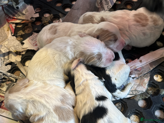 Cocker Spaniel dogs Cocker Spaniel puppies for sale - Advert 2