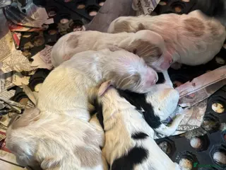 Cocker Spaniel dogs Cocker Spaniel puppies for sale - Advert 8