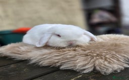 Mini Lop rabbits for sale: REW Mini Lop Buck - Image 1