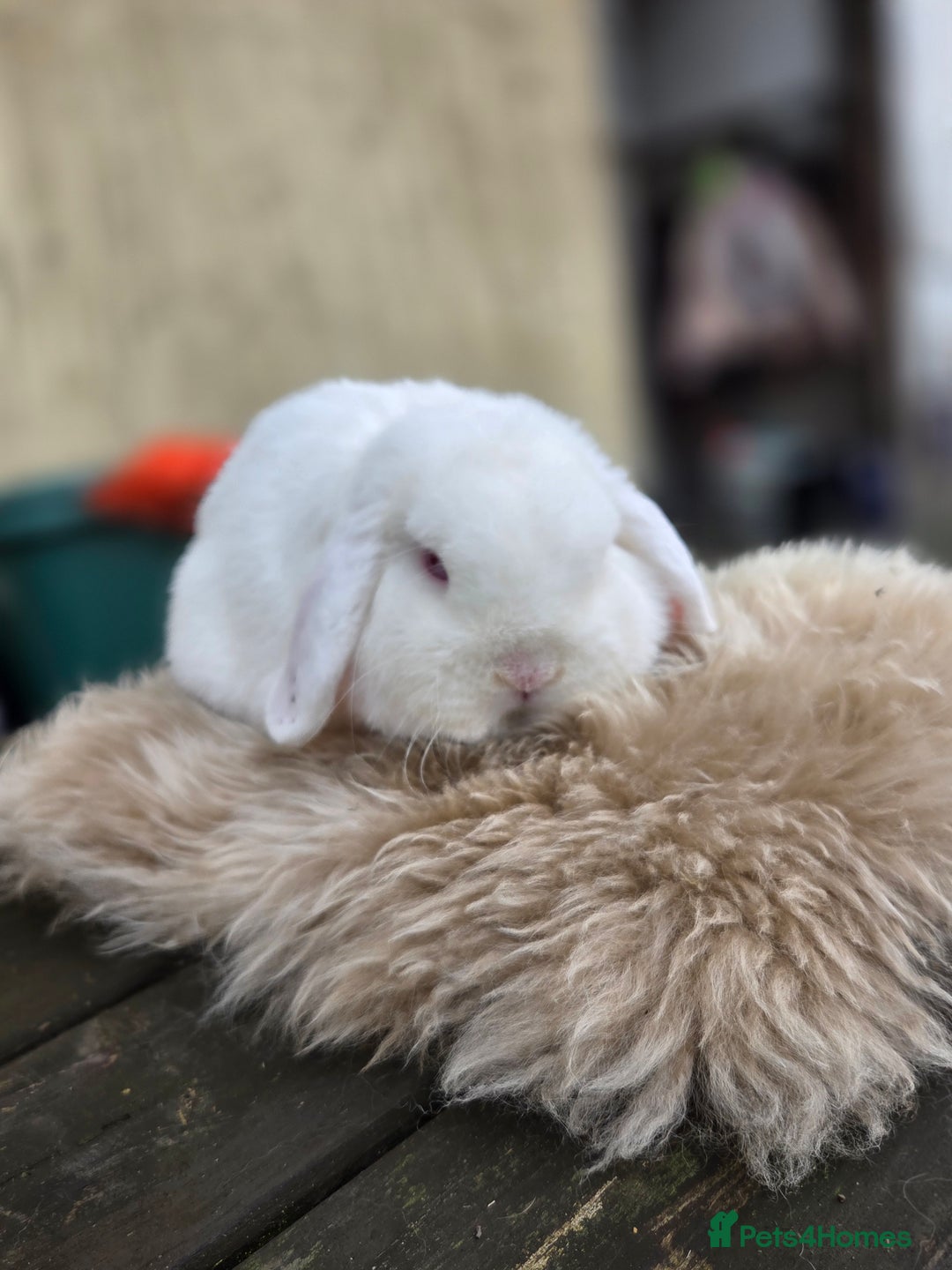 Mini Lop rabbits for sale: REW Mini Lop Buck - Image 1