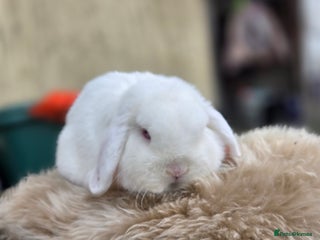 Mini Lop rabbits REW Mini Lop Buck - Advert 12