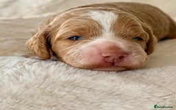 Cockapoo dogs for sale: F1b Miniature Cockapoo Pups Fully Health Tested - Advert 4