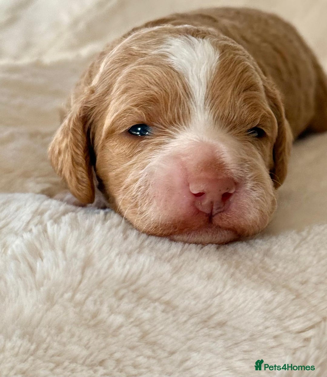 Cockapoo dogs for sale: F1b Miniature Cockapoo Pups Fully Health Tested - Advert 4