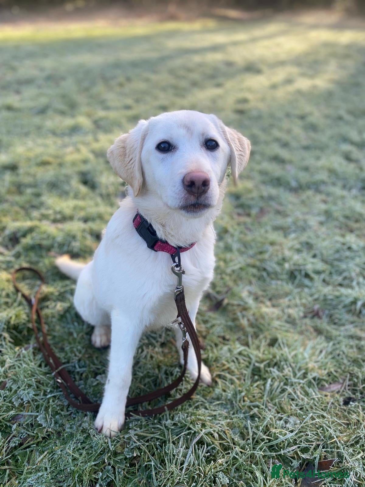 Labrador Retriever dogs Trained Labrador  - Advert 1