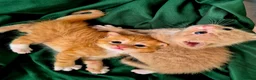 Mixed Breed cats for sale: Beautiful Playful Ginger & Tri-Colour Kittens 🐾 - Advert 22