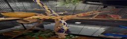 Sugar Glider rodents for sale: 1 Male Sugar Glider and  Enclosure - Advert 2