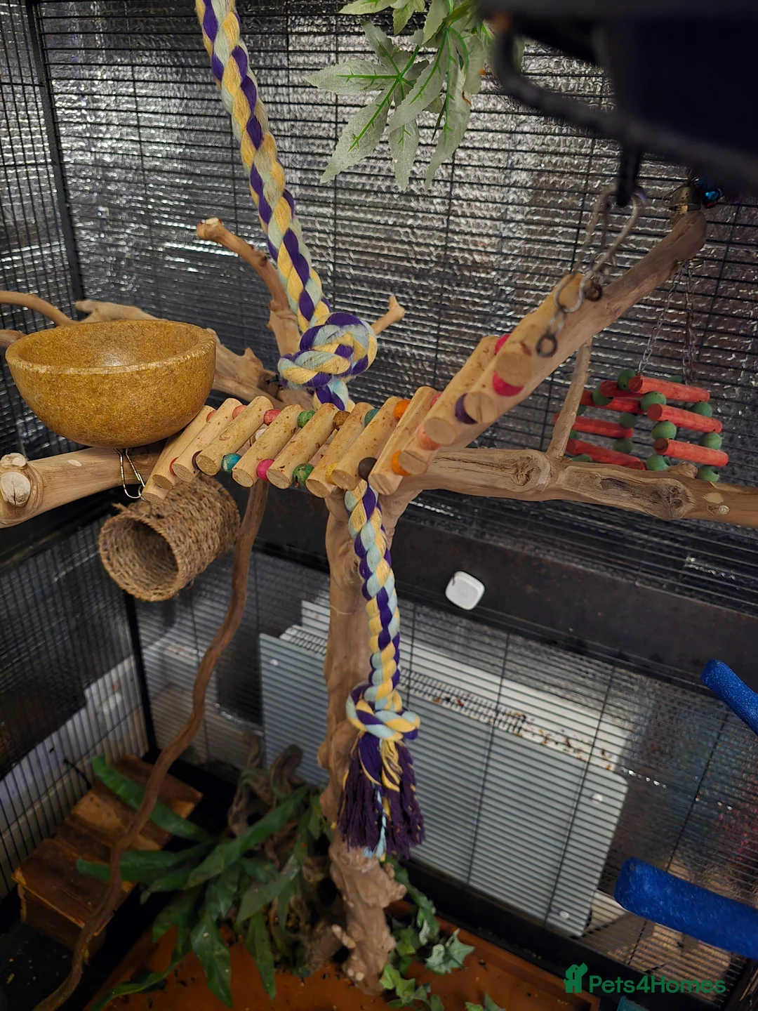 Sugar Glider rodents for sale: 1 Male Sugar Glider and  Enclosure - Advert 2