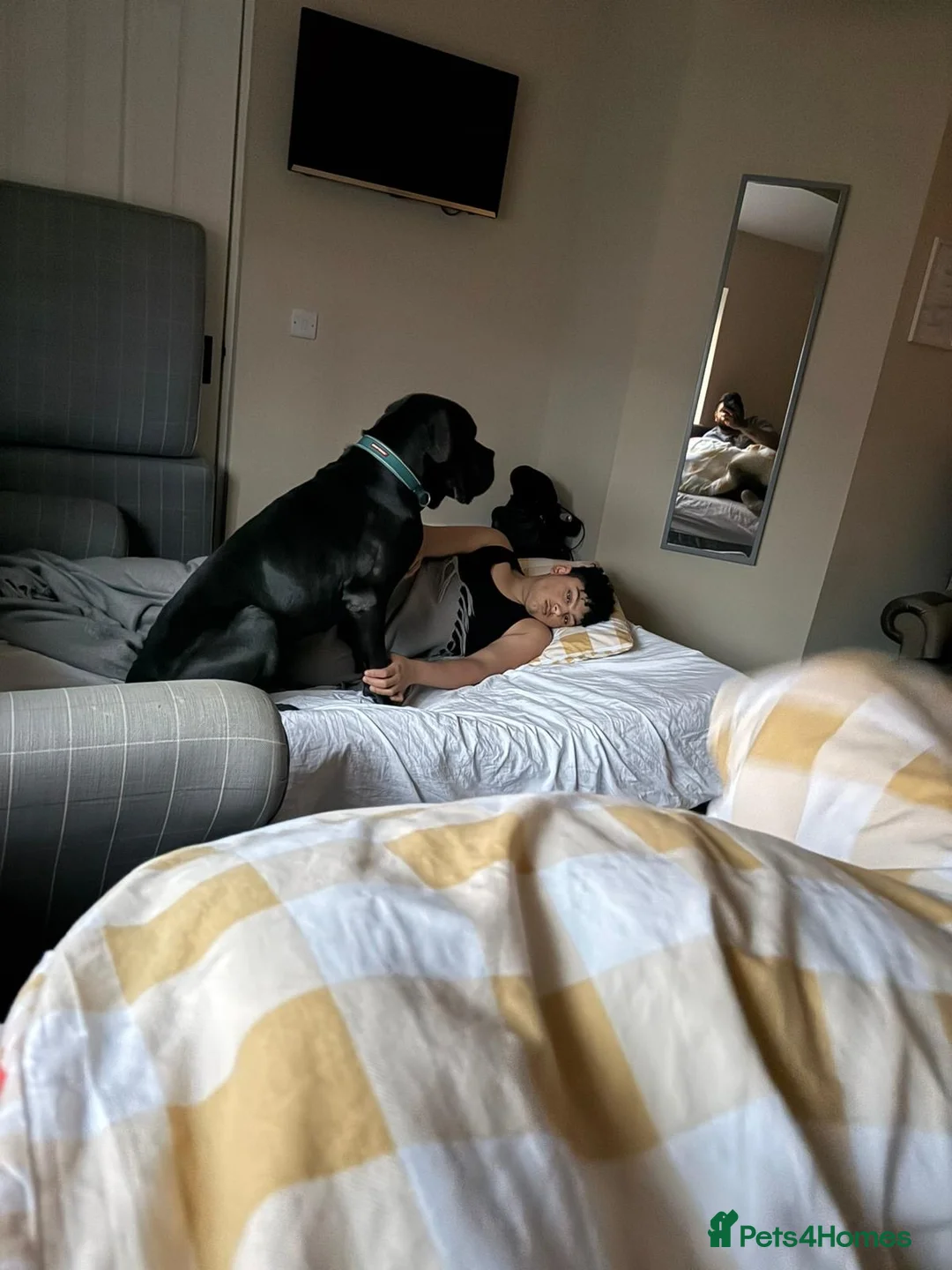 Cane Corso dogs for sale: Cane corso family pet age 2 years old in Wolverhampton - Advert 11