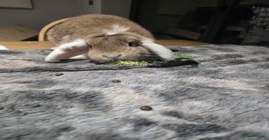 Mini Lop rabbits - Advert 4