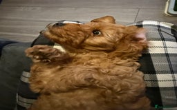 Cavapoo dogs for sale: Cavapoo F1B with extras - Image 4