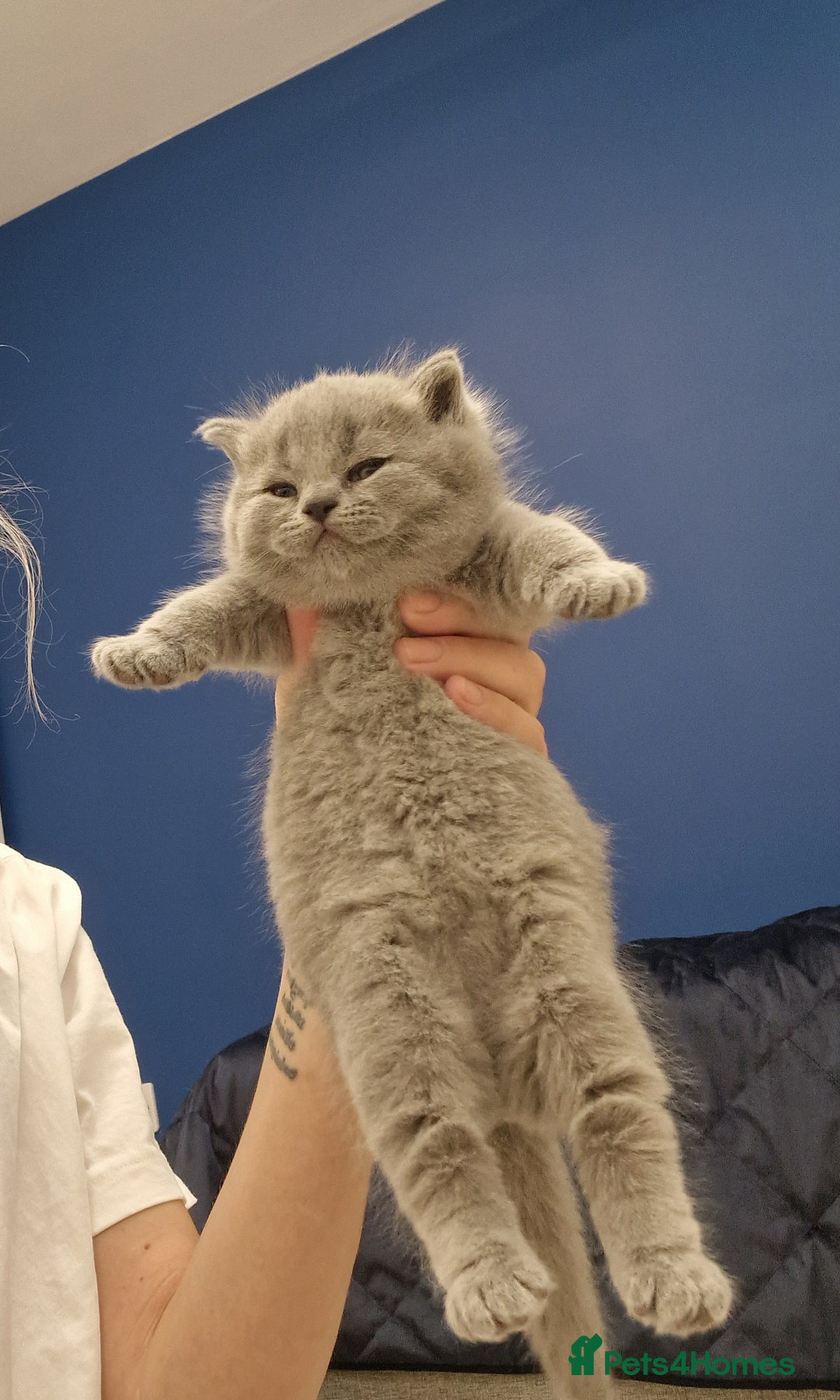 British Shorthair cats for sale: 💙British Shorthair and Long.. Blue kittens ❤️💛💚 - Image 30