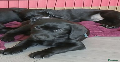 Labrador Retriever dogs - Advert 11