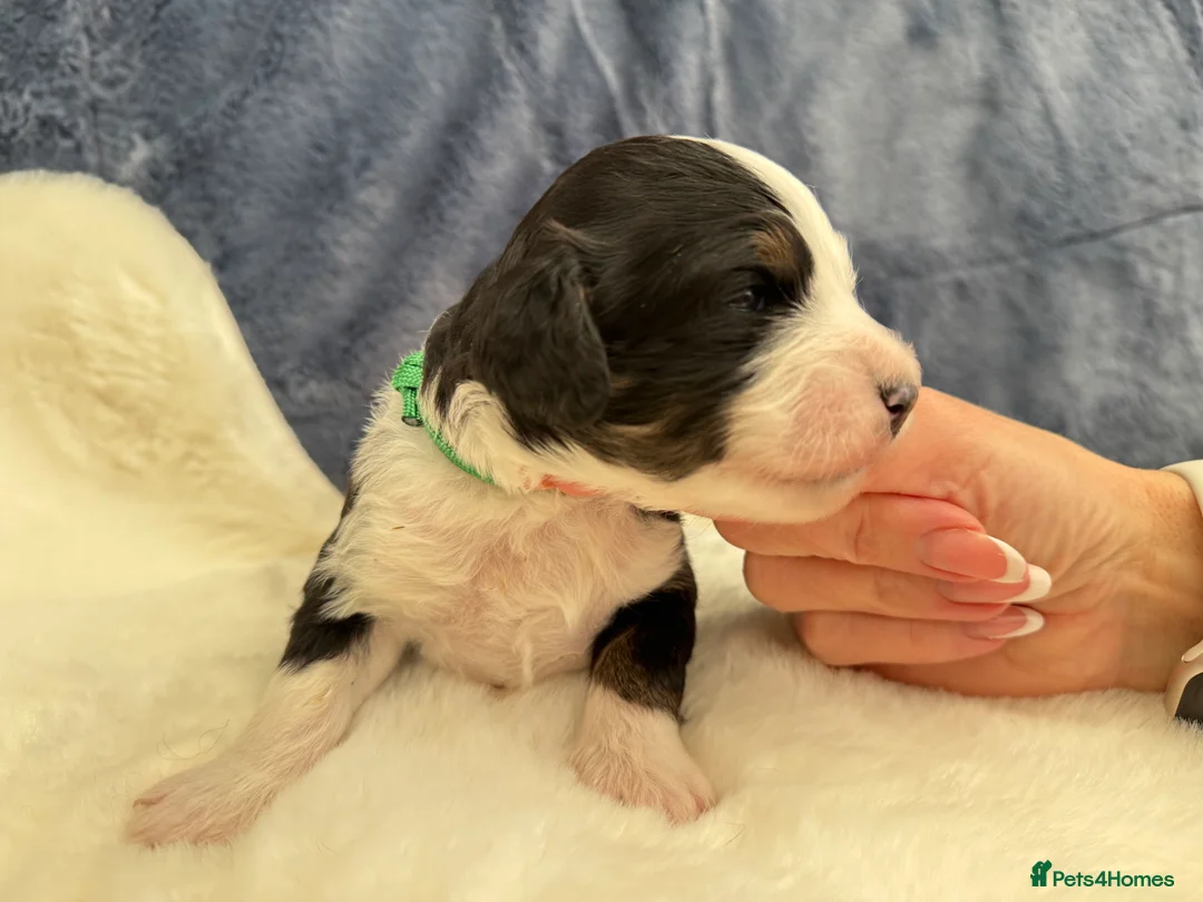 Bernedoodle dogs for sale: Gorgeous Bernedoodle puppies 🖤 - Advert 5