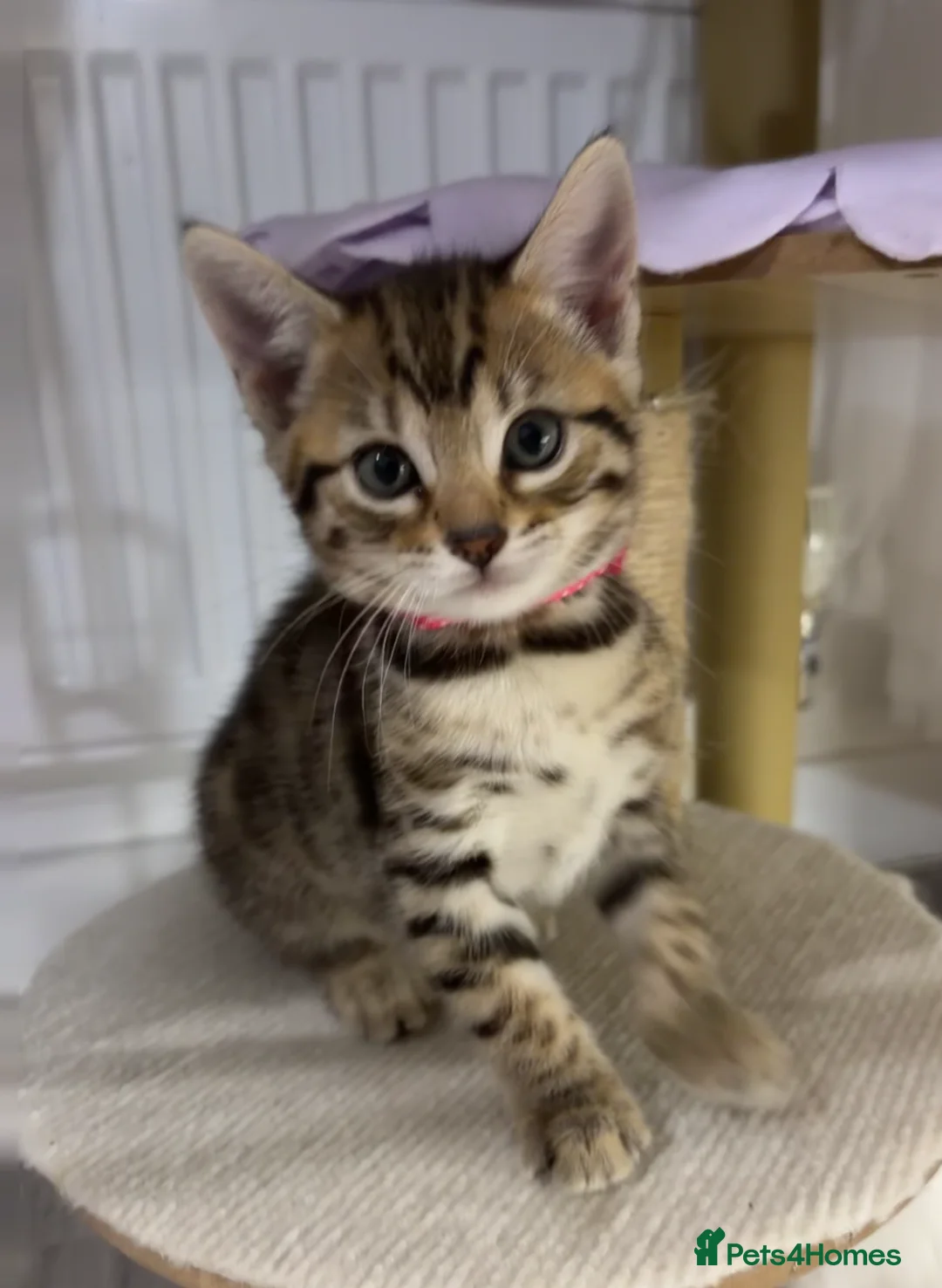 Bengal cats for sale: Pure Bengal Kittens-Rare Black Melanistic+Spotted in Beckenham - Advert 13