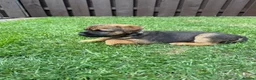 Border Terrier dogs for sale: Border terrier puppies  - Advert 8