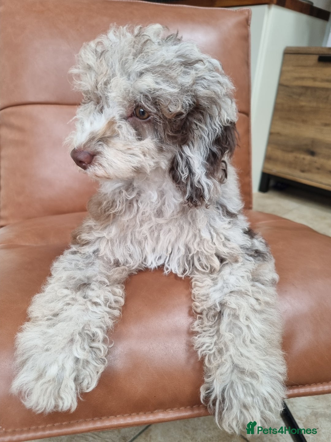Toy Poodle dogs for sale: Stunning chocolate merle toy poodle girl! 16 weeks - Image 14