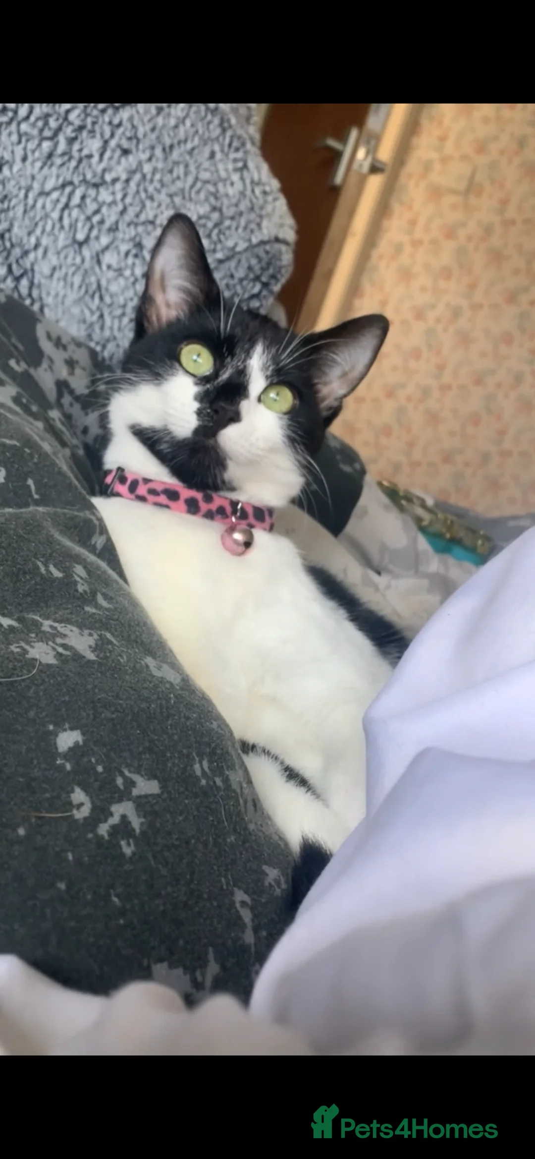 Mixed Breed cats for sale: 3 year old cat for sale  - Advert 1