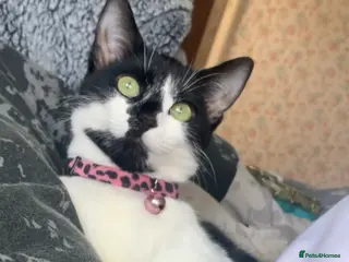 Mixed Breed cats 3 year old cat for sale - Advert 1