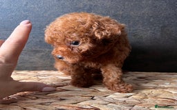 Toy Poodle dogs for sale:  🐩✨ Exceptionally Tiny Red Toy Poodles ✨🐩 - Image 6