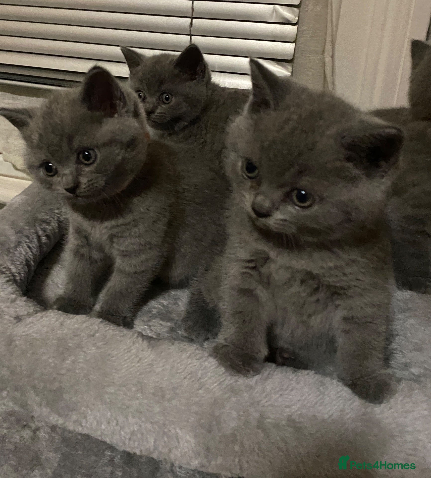 British Shorthair cats for sale: Four adorable British shorthair kittens  - Advert 1