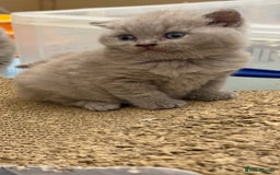 British Shorthair cats for sale: Price reduced Reg gccf Liliac BSH two female  - Image 5