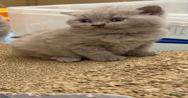 British Shorthair cats - Advert 5