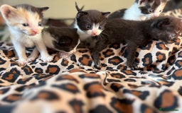 Mixed Breed cats for sale: Mix litter of 6  - Image 1