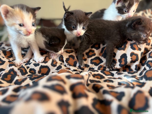 Mixed Breed cats - Advert 11