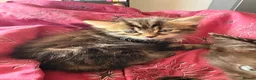 Mixed Breed cats for sale: 4 Kitten for sale! - Advert 6
