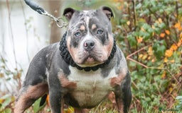 American Bully dogs for sale: ABKC POCKET BULLY PUPPIES - Advert 3