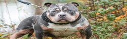 American Bully dogs for sale: LAST GIRL LEFT READY NOW ABKC REG - Advert 5