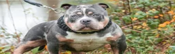 American Bully dogs for sale: LAST GIRL LEFT READY NOW ABKC REG - Advert 5