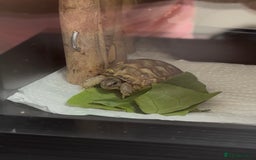 Tortoise reptiles for sale: GORGEOUS PROVEN MALE HORSEFIELD  - Image 4