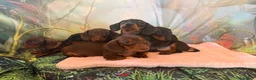 Miniature Dachshund dogs for sale: ❤️🐾 Adorable Miniature Dachshunds 🐾❤️ - Advert 22
