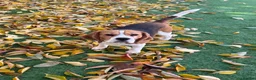 Beagle dogs for stud: Handsome Beagle Available at Stud in Swadlincote - Advert 5