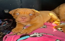 Dogue De Bordeaux dogs for sale: Beautiful litter of dogue de bordeauxs - Image 29