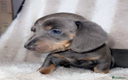 Dachshund dogs for sale: Ready to leave 5th of August  - Image 6